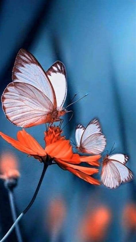 Pin By Misha Alexis Ii On Papillons Ii Butterflies Ii Beautiful Butterfly Pictures