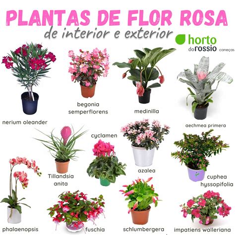 Plantas Com Flores Rosas