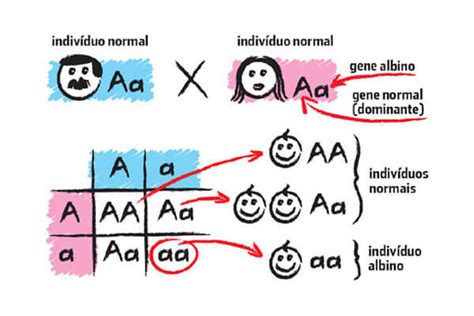 Genes Dominantes E Recessivos O Que S O Composi O