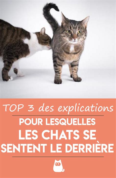 Épinglé Sur Chats Et Chatons