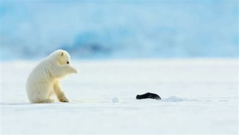 Adorable Polar Bear Cub Falls Backwards In Shock As Seal