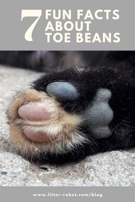 Fun Facts About Toe Beans Toe Beans In Cats Litter Robot