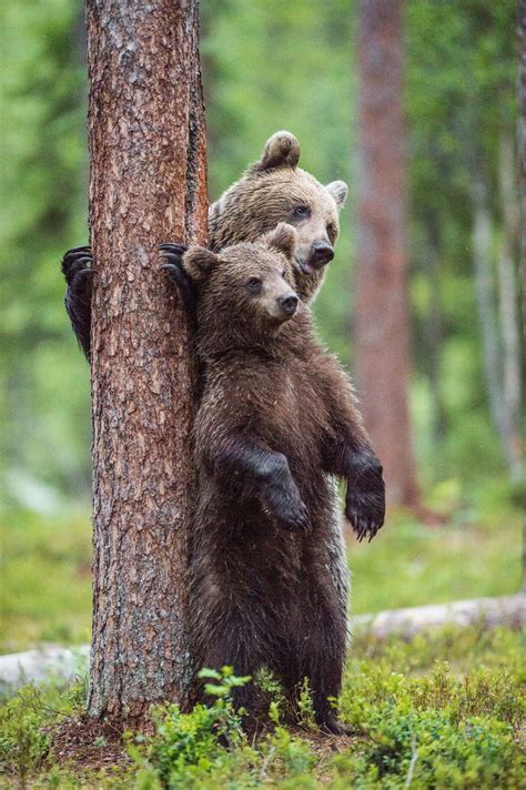 Today, there are only eight surviving species of bears in the world, and they are distributed widely across the world. Hibernating Animals List - Animal Sake
