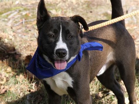 Adoptable Dogs | Virginia Beach SPCA