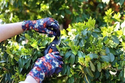 Plant Care In The Garden Pruning Plants With A Pruning Shears Stock