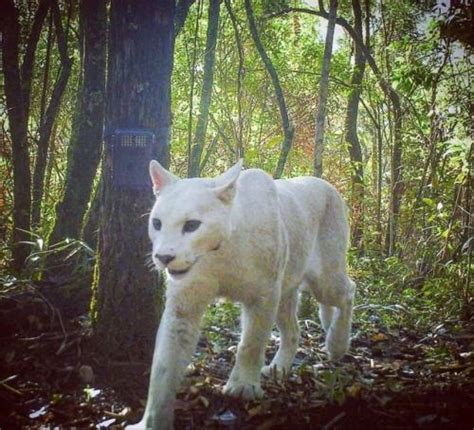 This Image Of An Incredibly Rare White Puma Was Captured By A Game
