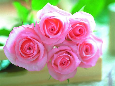 صور ورود جميلة مجموعه من اجمل باقات الورود صباح الحب