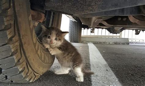 Reddit Man Found Petrified Kitten Hiding Under Truck Ans