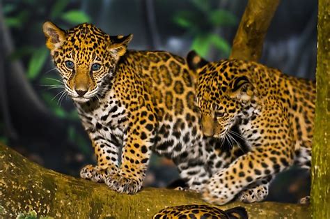 Wildfires And Habitat Loss Are Killing Jaguars In The Amazon Rainforest