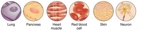 72 Organization Of The Body Human Biology