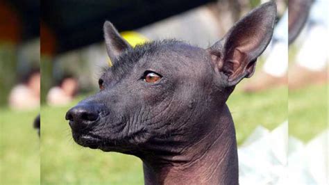 Conoce Las Características Del Perro Peruano Sin Pelo Tvperú