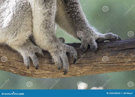 Close Up Of Koala Paws Stock Photo Image Of Paws Leaves 258438040