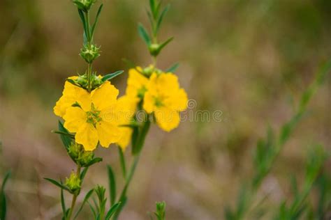 Wild Yellow Herbs Bloomed In Spring Time Stock Image Image Of