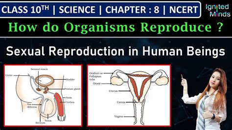 Class 10th Science Sexual Reproduction In Human Beings Reproductive