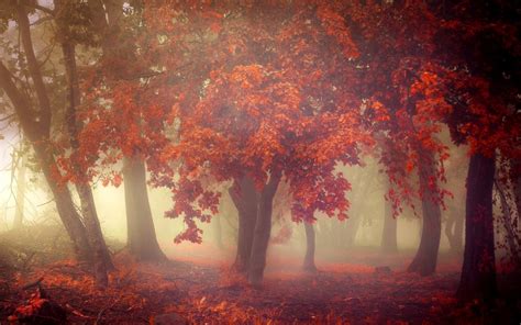2839949 Landscape Nature Trees Forest Leaves Mist Morning Fall Red