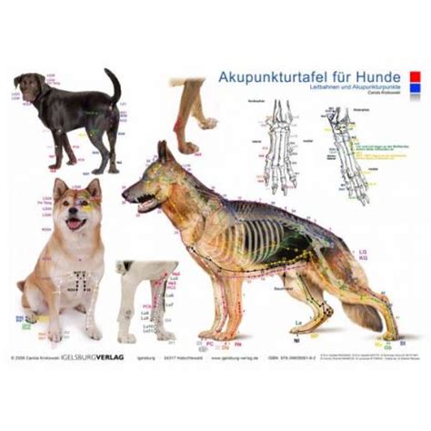 Die inneren organe des hundes sind ähnlich wie die des menschen und sind in zwei hauptgruppen gegliedert, in die atmungsorgane und in die bauchhöhle. Akupunkturtafel Hund
