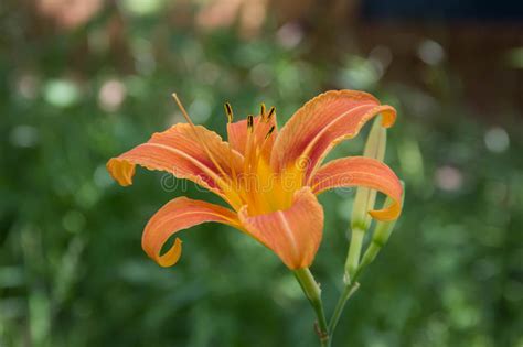 Wild Orange Tiger Lily Stock Image Image Of Fresh Horizontal 80949131