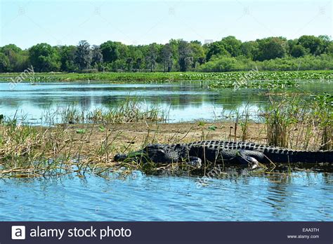Alligator In Swamp Stock Photo Alamy