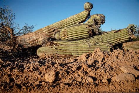 They're just chilling in the sun! Tribal Nation Condemns 'Desecration' to Build Border Wall ...