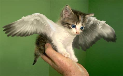 Kittens Are Angels With Whiskers Photoshoped Kitten Lol Cute Cats