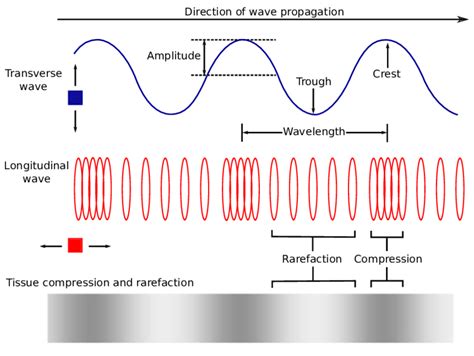 Transverse Waves And Longitudinal Waves Science Online