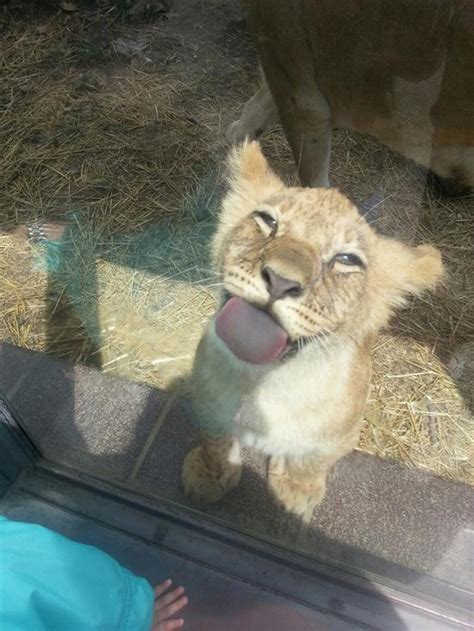 25 of the Greatest Zoo Moments Caught on Camera | Pleated Jeans