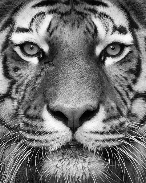 Tiger Animals Photo 34195553 Fanpop
