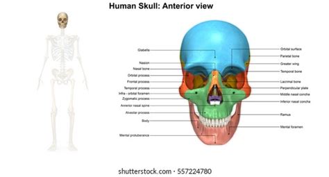 Human Skull Anterior View 3d Illustration Stock Illustration 557224780