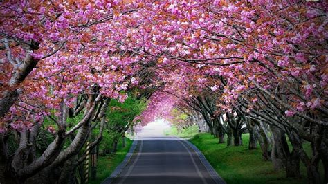 Your cherry blossom black background stock images are ready. Cherry Blossoms Bloom in Shillong! - YouTube