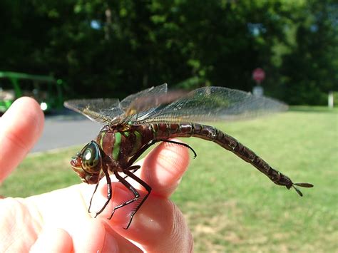 Pictures Of Dragonflies Bilscreen