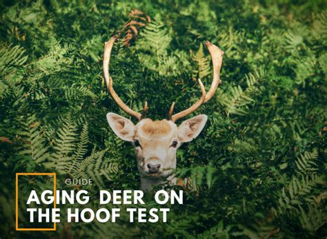 Aging Deer On The Hoof Test You Should Know