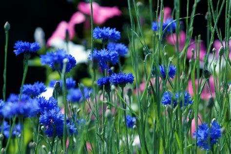 Sucht ihr vielleicht ein paar insektenfreundliche blühpflanzen für euren garten? Raps » Wann ist Blütezeit der gelben Nutzpflanze?