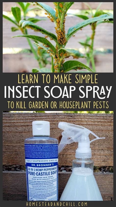 Homemade Organic Pest Soap Spray Recipe Kill Aphids Mealybugs More