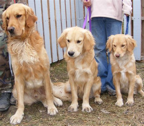 Golden Retriever Puppies Houston Cheap - Pets and Animal Galleries