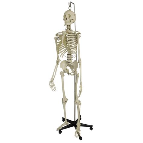 Model Skeleton Human Full Size With Hanging Stand Sports Supports