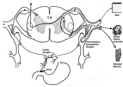 Organs like the thyroid, pancreas and adrenal glands are the guys doing all of the important work behind the scenes, like synthesizing and releasing hormones. Blank Central Nervous System Diagram - Use The Diagram To Identify The Parts Of The Nervous ...