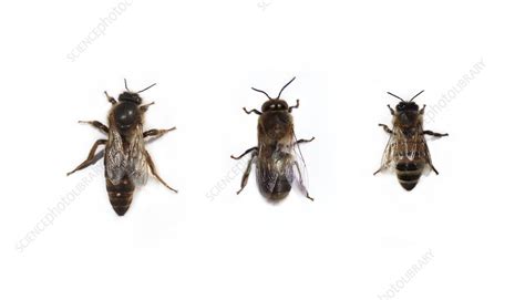 European Honey Bee Queen Drone And Worker Stock Image C0527576