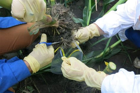 However, a good knowledge of the limitations of a new technique often provides greater sustainability. Using beneficial maize-rhizosphere microbials against ...