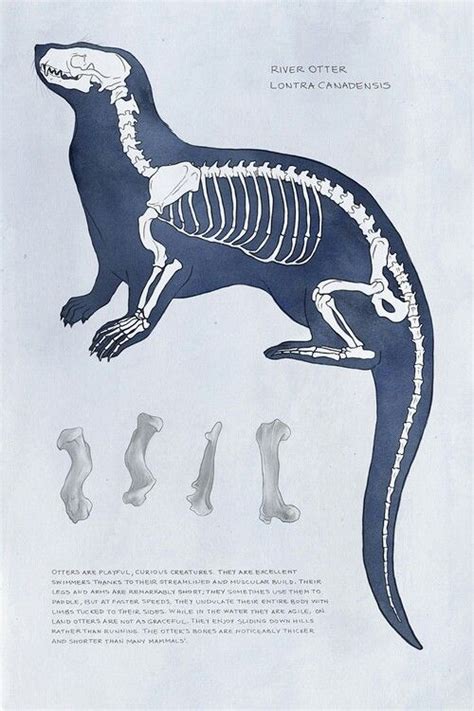 River Otter Anatomy Drawing Anatomy Art Animal Anatomy Animal
