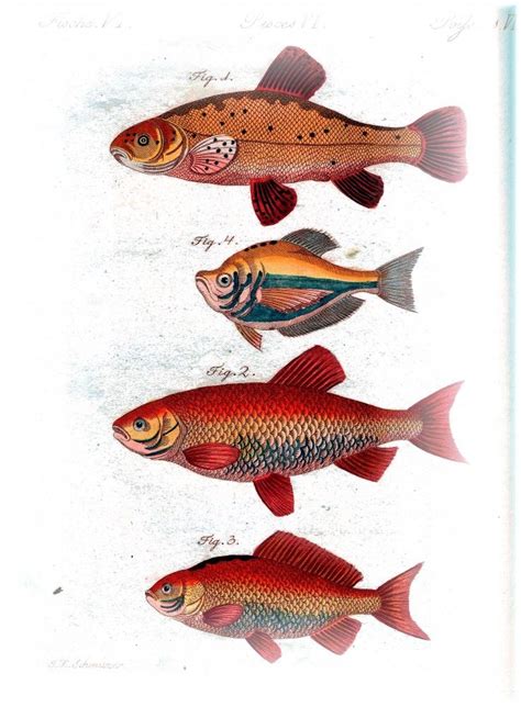 Animal Fish Goldfish Scientific Illustration Fish Painting Fish Art
