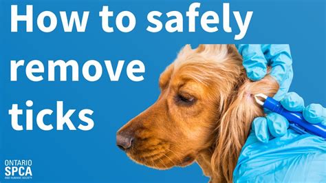 How To Safely Remove Ticks From Your Dog Youtube