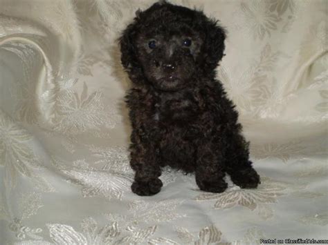 Toy and tiny teacup poodle puppies available in our boutique store. Teacup, Tiny Toy and Toy Poodle Puppies for Sale in ...