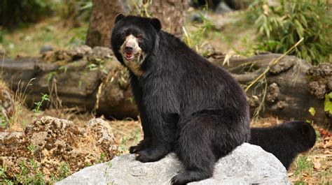 Spectacled Bear Where Does It Live What Does It Eat And What