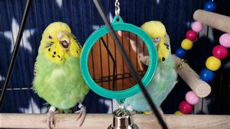Budgie Pushes Mirror Then Friend Yawns Youtube
