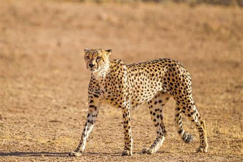 Discover The Real Reason Cheetahs Need To Run So Fast A Z Animals