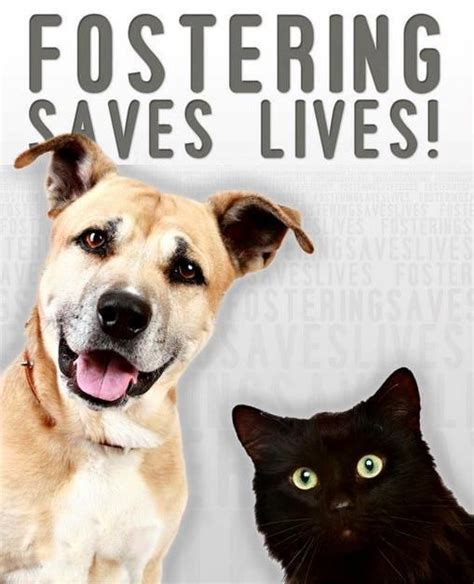 Become A Foster Parent For A Shelter Pet Mesquite Tx Official Website