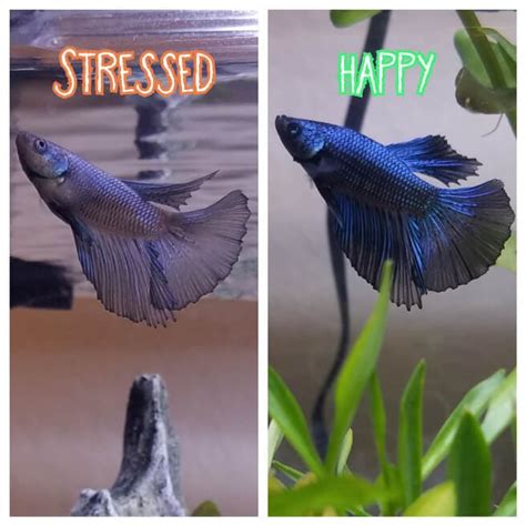 Why Is My Betta Fish Changing Its Color Aquanswers