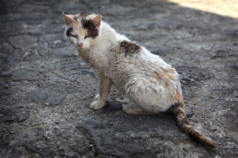 See full list on thesprucepets.com mange cats : Biological Science Picture Directory ...