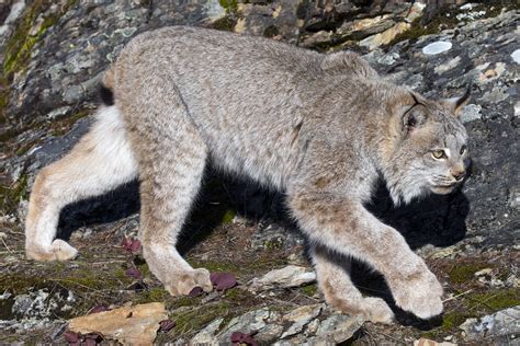Lynx Lynx Canadensis