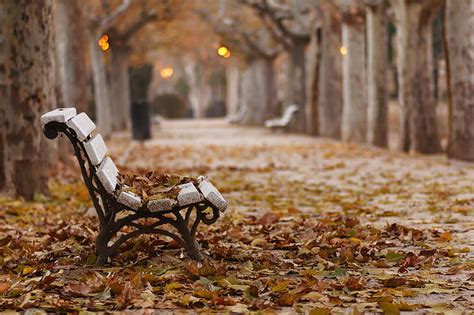 Hd Wallpaper Lonely Bench In Forest Photography Wallpaper Flare